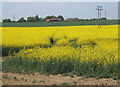 Large field of oil seed rape, Clamp Farm in the distance