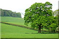 Oak Tree near Woolcombe farm