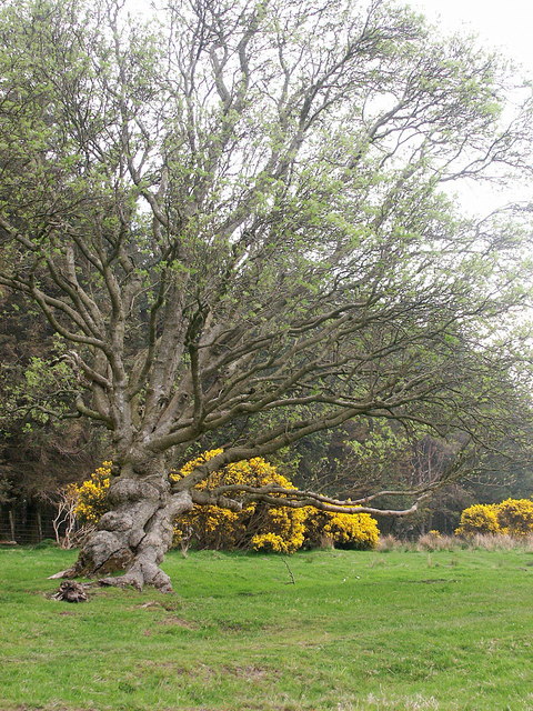 Gnarled tree on Lucker Moor