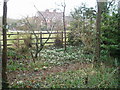 Snowdrops at Moyles Court