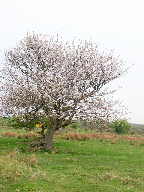 Cherry tree at Lucker Moor House