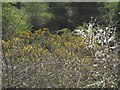 Thorns and whins above the railway line