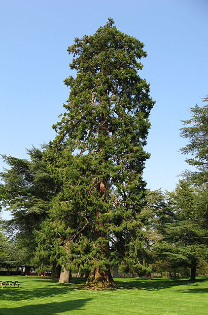 A tall tree in the grounds of Dryburgh... © Walter Baxter :: Geograph ...