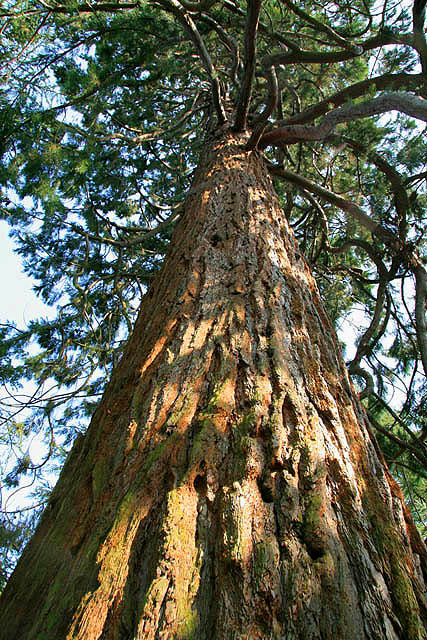 A Wellingtonia tree © Walter Baxter cc-by-sa/2.0 :: Geograph Britain ...