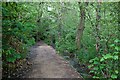 Path up western side of Hiltingbury Lakes