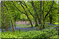 Bluebells in Castle Copse, Cranbury Park