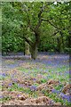 English Bluebells in Castle Copse