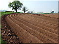 Potato field