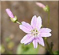 Pink Purslane (Claytonia sibirica)