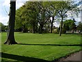 Trees in Levengrove Park