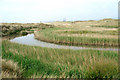 SS7783 : Reeds near the mouth of the Afon Cynffig by eswales