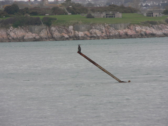 Cormorant on the 'Bridge'