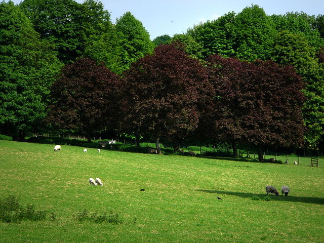 Copper Beeches, Hinton Ampner © Chris Gunns Cc-by-sa/2.0 :: Geograph ...