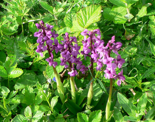 Orley Common - Early-purple Orchid © paul dickson :: Geograph Britain ...