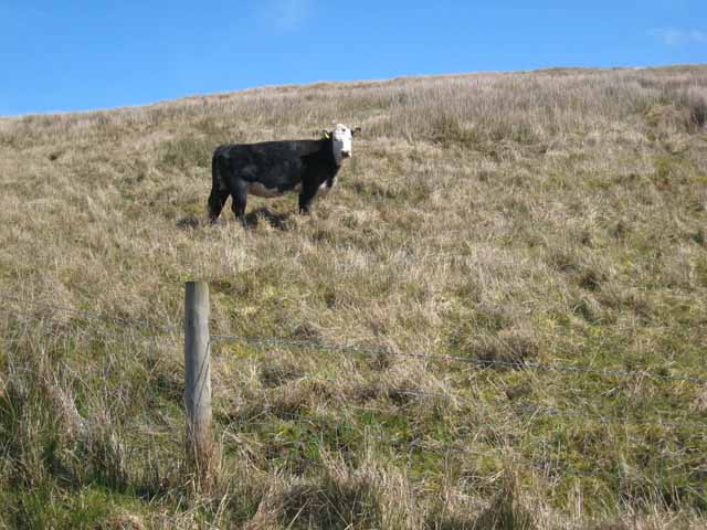 Cow on hillside in the Arigna valley