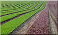 SY7891 : Lettuce Fields at Clyffe Farm by Nigel Mykura