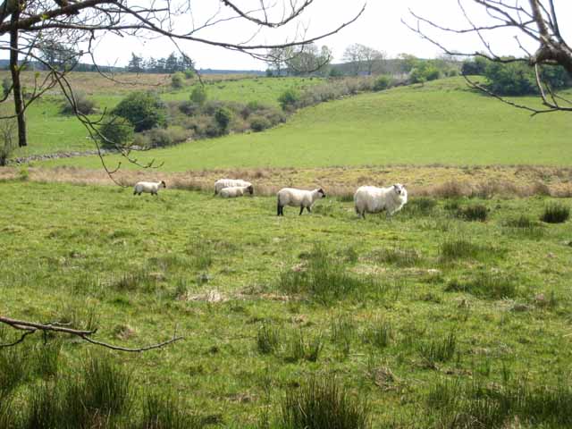 Sheep grazing at Corradoo West
