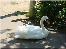 TL8642 : A swan sits on Brundon Lane by Oxyman