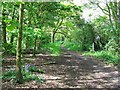 Woodland Path, adjacent to Golf Course