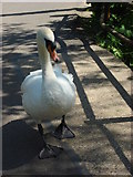 TL8642 : A swan walks down Brundon Lane by Oxyman