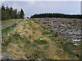 Glasfynydd Forest