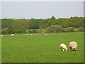 Pasture, Braywoodside