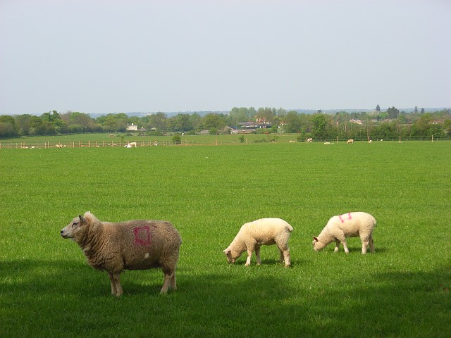 Pasture, Braywoodside
