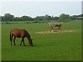 Horse grazing near Holyport