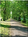 Avenue in Beddington Park