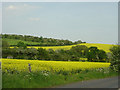 Rape crops from Scrooby Lane