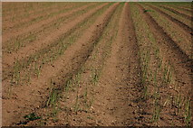 SO9042 : Asparagus crop, near Defford by Philip Halling
