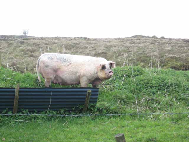 A fine porker at Aghabehy