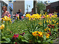 Spring flowers, Oldham