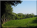 Field beside the stream at Pound Lane Farm