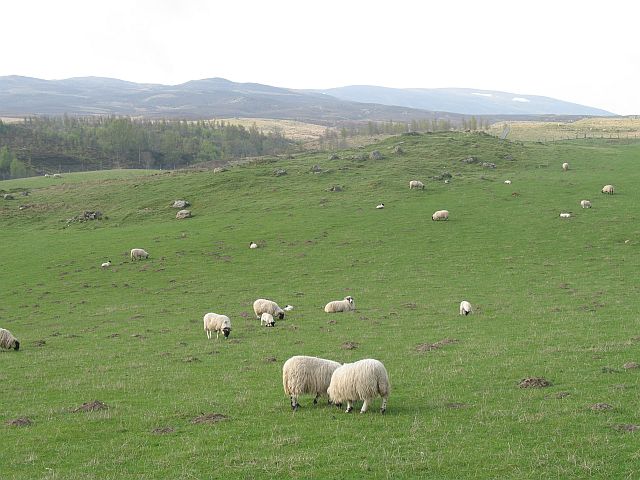 More sheep, Garrow