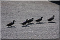 Mallard family at Oronsay Priory