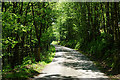 Road through woodland