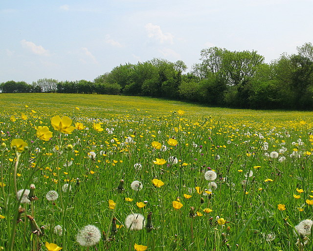 Dandelion Clocks and Buttercups © Sharon Loxton :: Geograph Britain and ...