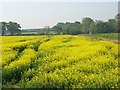 Farmland, Binfield