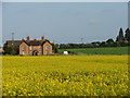 Burnthouse Barn and Yellow Field