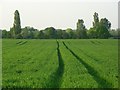 Farmland, Sutton Courtenay