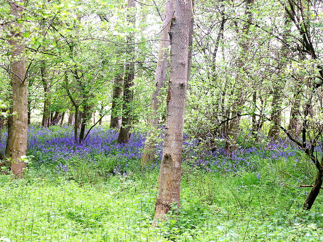 Bluebells in wood at Whitelee