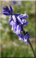 NJ3265 : Wild Hyacinth (Hyacinthoides non-scriptus) by Anne Burgess