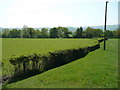 Pasture land west of the A483