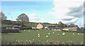 Sheep at Tan-yr-Allt Farm, Llangristiolus