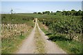 A track near Stobohill Cottage