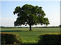 Tree With a View