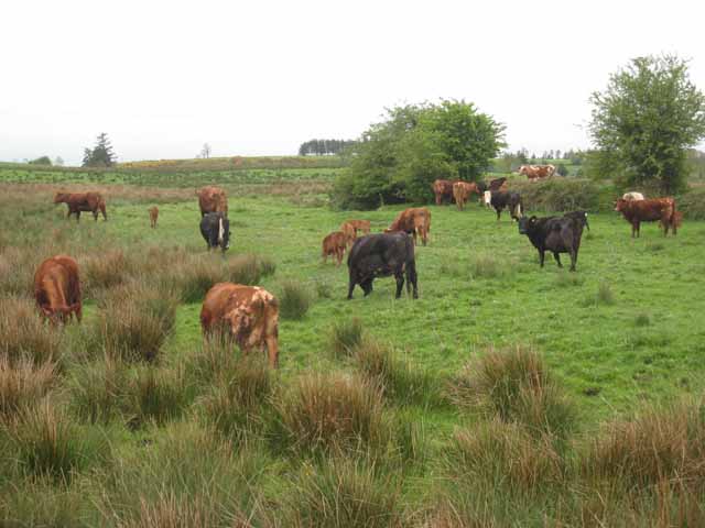 Cows of assorted colours at Knocknacarrow