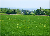 ST8567 : 2008 : Wheatfield near Wadswick by Maurice Pullin