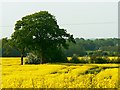 Oilseed rape, Badbury, Swindon